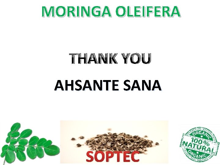 MORINGA OLEIFERA THANK YOU AHSANTE SANA SOPTEC MORINGA OLEIFERA THANK YOU AHSANTE SANA SOPTEC