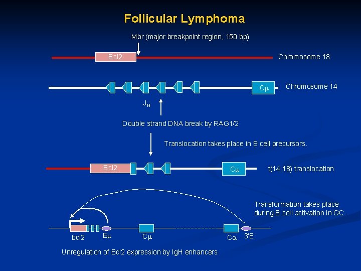 Follicular Lymphoma Mbr (major breakpoint region, 150 bp) Bcl 2 Chromosome 18 C Chromosome