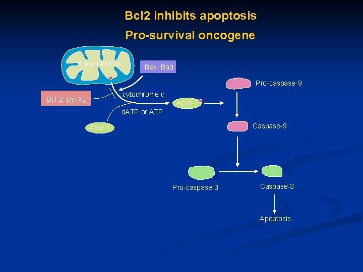 Bcl 2 inhibits apoptosis Pro-survival oncogene mitochondrion Bax, Bad Pro-caspase-9 cytochrome c Bcl-2, Bcl-XL