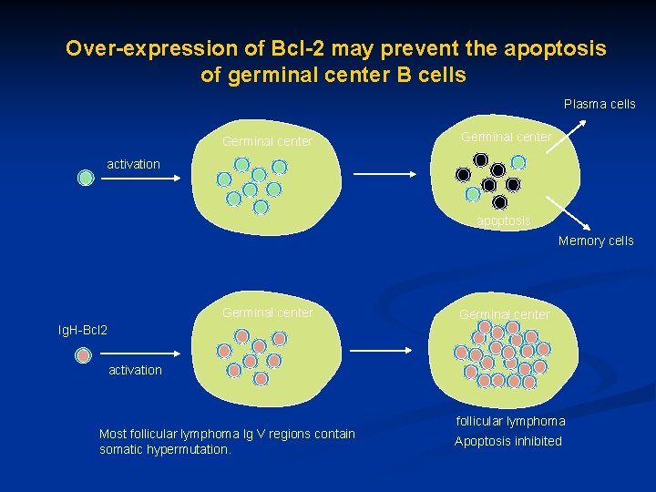 Over-expression of Bcl-2 may prevent the apoptosis of germinal center B cells Plasma cells