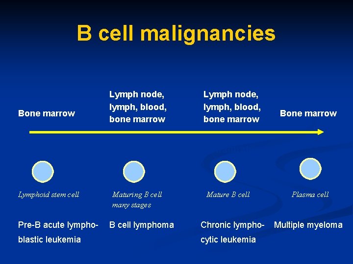 B cell malignancies Lymph node, lymph, blood, bone marrow Bone marrow Progressive B lymphocyte
