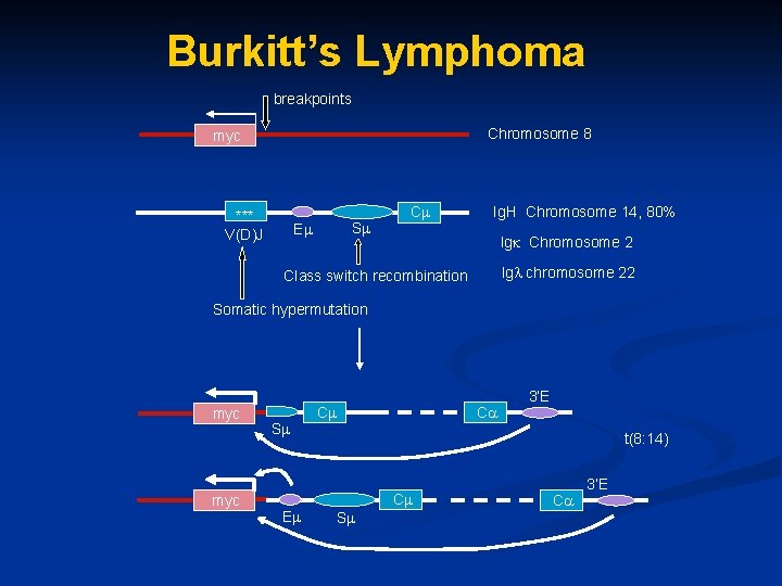 Burkitt’s Lymphoma breakpoints Chromosome 8 myc *** V(D)J S E C Ig. H Chromosome