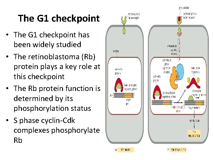 The G 1 checkpoint • The G 1 checkpoint has been widely studied • The G 1 checkpoint • The G 1 checkpoint has been widely studied •