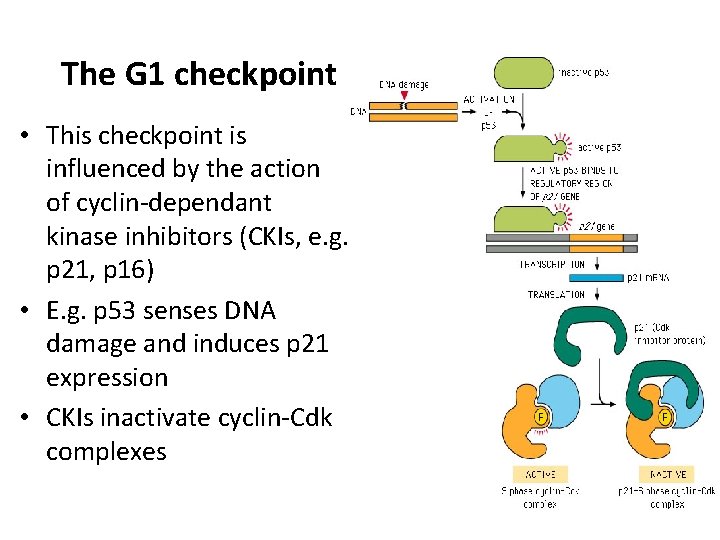 The G 1 checkpoint • This checkpoint is influenced by the action of cyclin-dependant The G 1 checkpoint • This checkpoint is influenced by the action of cyclin-dependant