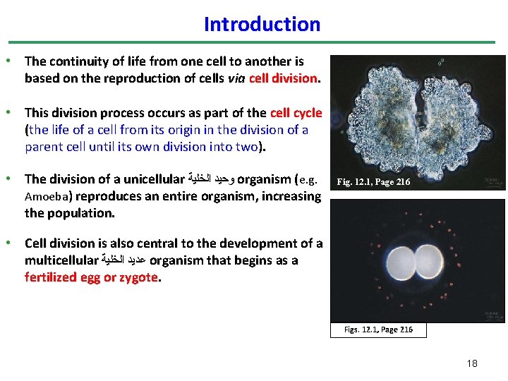 Introduction • The continuity of life from one cell to another is based on Introduction • The continuity of life from one cell to another is based on