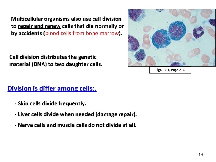 Multicellular organisms also use cell division to repair and renew cells that die normally Multicellular organisms also use cell division to repair and renew cells that die normally