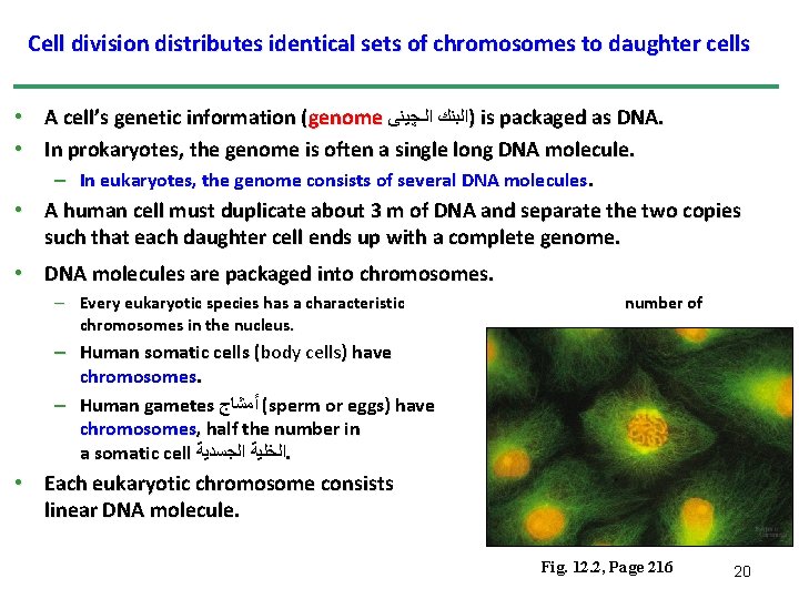 Cell division distributes identical sets of chromosomes to daughter cells • A cell’s genetic Cell division distributes identical sets of chromosomes to daughter cells • A cell’s genetic