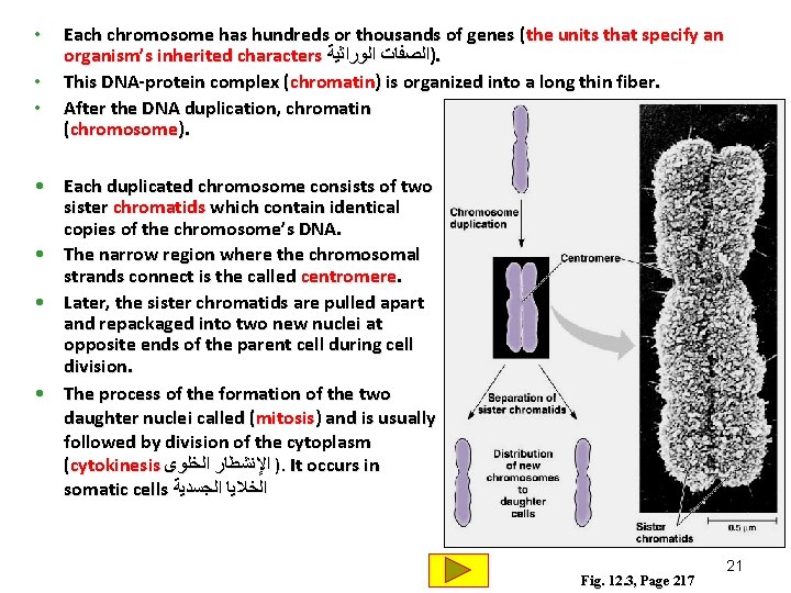 • • • Each chromosome has hundreds or thousands of genes (the units • • • Each chromosome has hundreds or thousands of genes (the units
