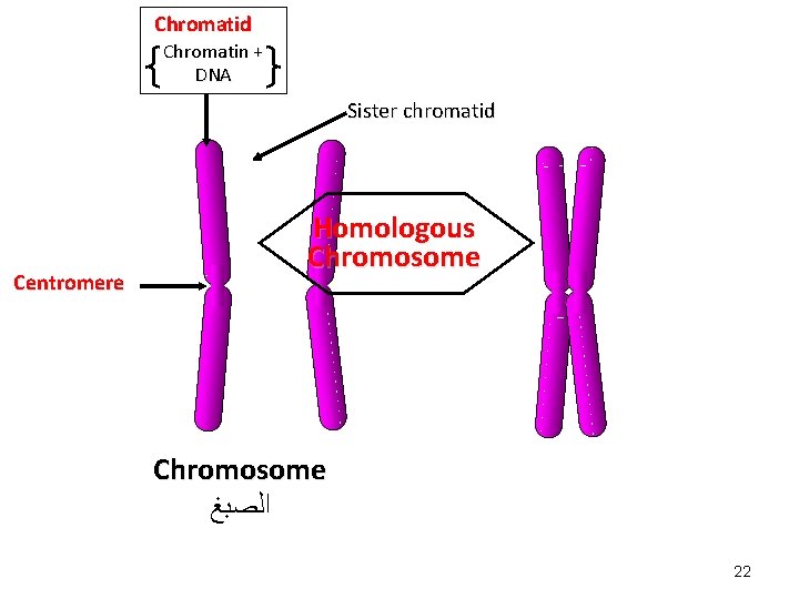 Chromatid Chromatin + DNA Sister chromatid Centromere Homologous Chromosome ﺍﻟﺼﺒﻎ 22 Chromatid Chromatin + DNA Sister chromatid Centromere Homologous Chromosome ﺍﻟﺼﺒﻎ 22