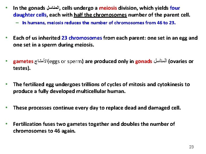 • In the gonads ﺍﻟﻤﻨﺎﺳﻞ , cells undergo a meiosis division, which yields • In the gonads ﺍﻟﻤﻨﺎﺳﻞ , cells undergo a meiosis division, which yields