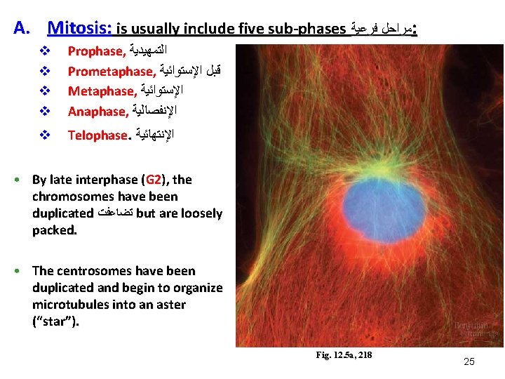 A. Mitosis: is usually include five sub-phases ﻣﺮﺍﺣﻞ ﻓﺮﻋﻴﺔ : v v Prophase, ﺍﻟﺘﻤﻬﻴﺪﻳﺔ A. Mitosis: is usually include five sub-phases ﻣﺮﺍﺣﻞ ﻓﺮﻋﻴﺔ : v v Prophase, ﺍﻟﺘﻤﻬﻴﺪﻳﺔ