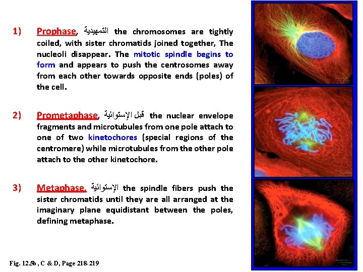 1) Prophase, ﺍﻟﺘﻤﻬﻴﺪﻳﺔ the chromosomes are tightly 2) Prometaphase, ﻗﺒﻞ ﺍﻹﺳﺘﻮﺍﺋﻴﺔ the nuclear envelope 1) Prophase, ﺍﻟﺘﻤﻬﻴﺪﻳﺔ the chromosomes are tightly 2) Prometaphase, ﻗﺒﻞ ﺍﻹﺳﺘﻮﺍﺋﻴﺔ the nuclear envelope