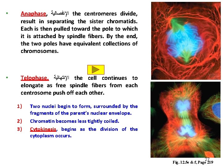 • Anaphase, ﺍﻹﻧﻔﺼﺎﻟﻴﺔ the centromeres divide, result in separating the sister chromatids. Each • Anaphase, ﺍﻹﻧﻔﺼﺎﻟﻴﺔ the centromeres divide, result in separating the sister chromatids. Each