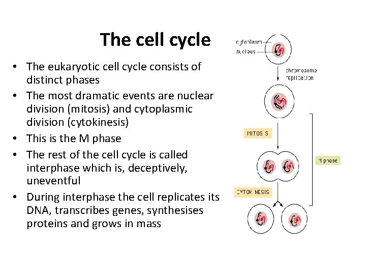 The cell cycle • The eukaryotic cell cycle consists of distinct phases • The The cell cycle • The eukaryotic cell cycle consists of distinct phases • The