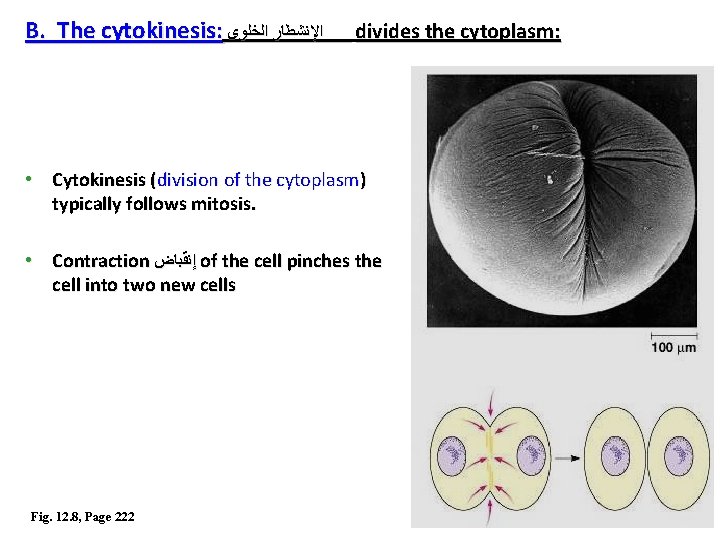 B. The cytokinesis: ﺍﻹﻧﺸﻄﺎﺭ ﺍﻟﺨﻠﻮﻯ divides the cytoplasm: • Cytokinesis (division of the cytoplasm) B. The cytokinesis: ﺍﻹﻧﺸﻄﺎﺭ ﺍﻟﺨﻠﻮﻯ divides the cytoplasm: • Cytokinesis (division of the cytoplasm)