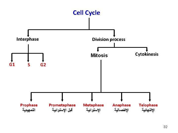 Cell Cycle Interphase Division process Cytokinesis Mitosis G 1 S Prophase ﺍﻟﺘﻤﻬﻴﺪﻳﺔ G 2 Cell Cycle Interphase Division process Cytokinesis Mitosis G 1 S Prophase ﺍﻟﺘﻤﻬﻴﺪﻳﺔ G 2