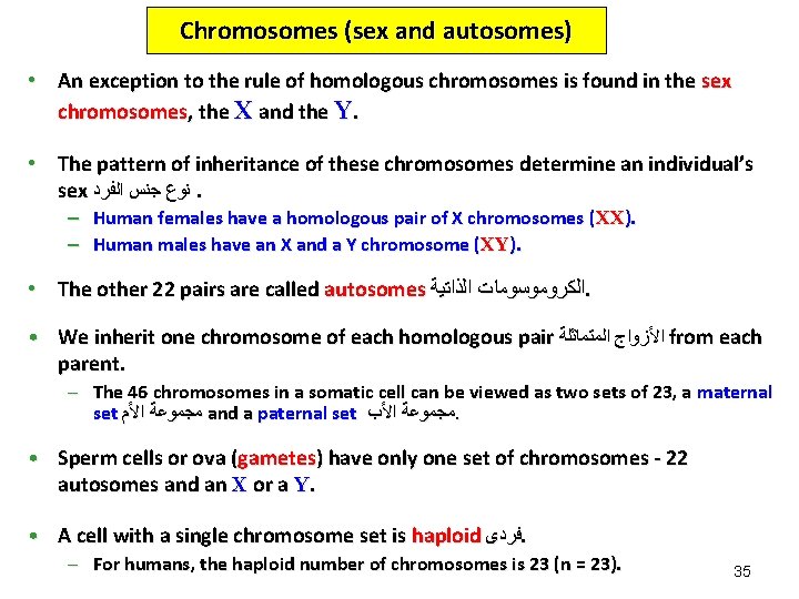 Chromosomes (sex and autosomes) • An exception to the rule of homologous chromosomes is Chromosomes (sex and autosomes) • An exception to the rule of homologous chromosomes is