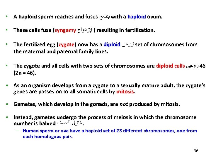 • A haploid sperm reaches and fuses ﻳﻨﺪﻣﺞ with a haploid ovum. • • A haploid sperm reaches and fuses ﻳﻨﺪﻣﺞ with a haploid ovum. •