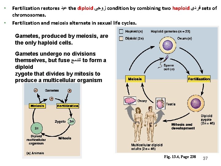 • • Fertilization restores ﻋﻴﺪ the diploid ﺯﻭﺟﻰ condition by combining two haploid • • Fertilization restores ﻋﻴﺪ the diploid ﺯﻭﺟﻰ condition by combining two haploid