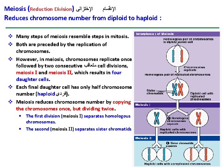 Meiosis (Reduction Division) ﺍﻹﻧﻘﺴﺎﻡ ﺍﻹﺧﺘﺰﺍﻟﻰ Reduces chromosome number from diploid to haploid : v Meiosis (Reduction Division) ﺍﻹﻧﻘﺴﺎﻡ ﺍﻹﺧﺘﺰﺍﻟﻰ Reduces chromosome number from diploid to haploid : v