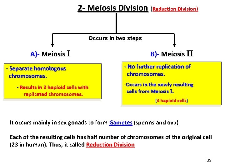 2 - Meiosis Division (Reduction Division) Occurs in two steps A)- Meiosis I - 2 - Meiosis Division (Reduction Division) Occurs in two steps A)- Meiosis I -