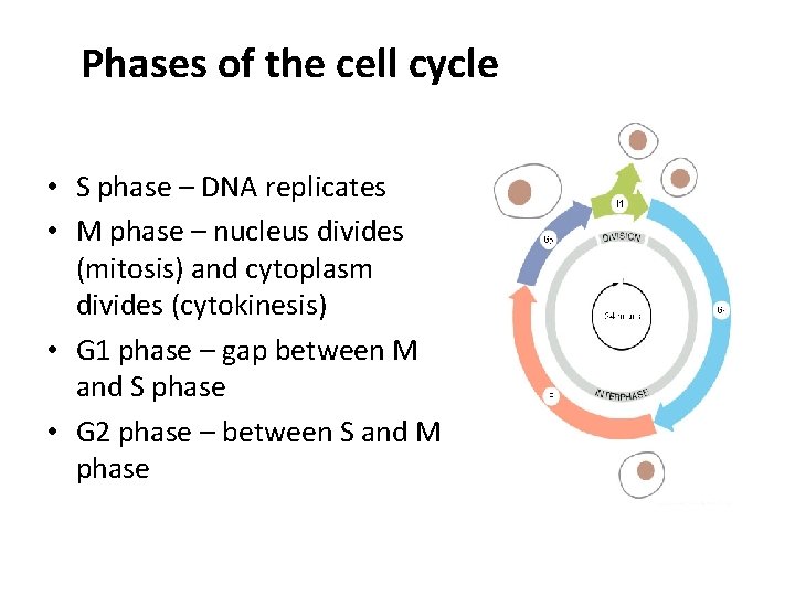 Phases of the cell cycle • S phase – DNA replicates • M phase Phases of the cell cycle • S phase – DNA replicates • M phase
