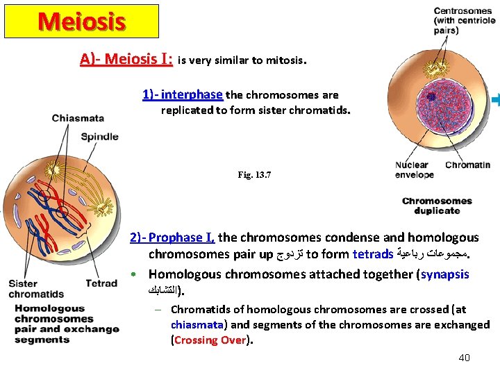 Meiosis A)- Meiosis I: is very similar to mitosis. 1)- interphase the chromosomes are Meiosis A)- Meiosis I: is very similar to mitosis. 1)- interphase the chromosomes are