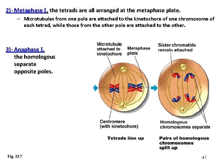 2)- Metaphase I, the tetrads are all arranged at the metaphase plate. – Microtubules 2)- Metaphase I, the tetrads are all arranged at the metaphase plate. – Microtubules