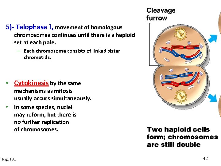 5)- Telophase I, movement of homologous chromosomes continues until there is a haploid set 5)- Telophase I, movement of homologous chromosomes continues until there is a haploid set