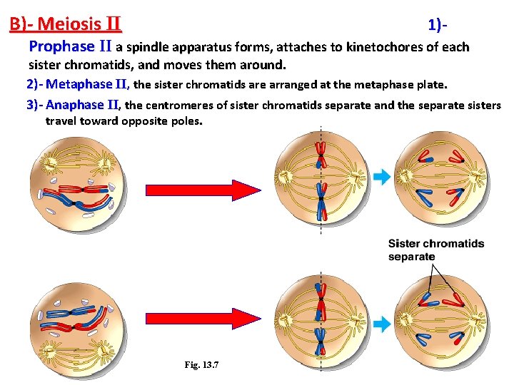 B)- Meiosis II 1)- Prophase II a spindle apparatus forms, attaches to kinetochores of B)- Meiosis II 1)- Prophase II a spindle apparatus forms, attaches to kinetochores of