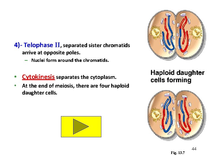 4)- Telophase II, separated sister chromatids arrive at opposite poles. – Nuclei form around 4)- Telophase II, separated sister chromatids arrive at opposite poles. – Nuclei form around