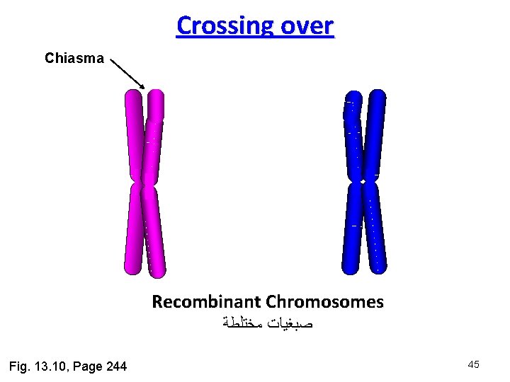 Crossing over Chiasma Recombinant Chromosomes ﺻﺒﻐﻴﺎﺕ ﻣﺨﺘﻠﻄﺔ Fig. 13. 10, Page 244 45 Crossing over Chiasma Recombinant Chromosomes ﺻﺒﻐﻴﺎﺕ ﻣﺨﺘﻠﻄﺔ Fig. 13. 10, Page 244 45