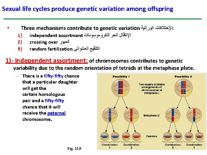 Sexual life cycles produce genetic variation among offspring • Three mechanisms contribute to genetic Sexual life cycles produce genetic variation among offspring • Three mechanisms contribute to genetic