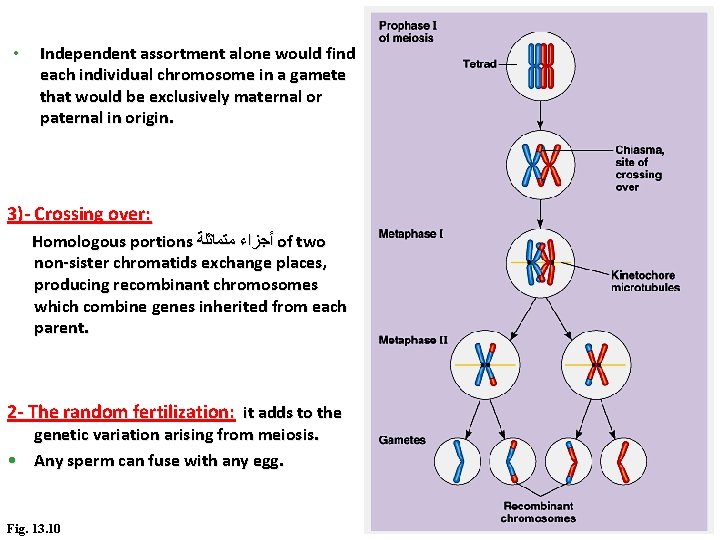 • Independent assortment alone would find each individual chromosome in a gamete that • Independent assortment alone would find each individual chromosome in a gamete that