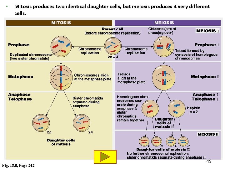 • Mitosis produces two identical daughter cells, but meiosis produces 4 very different • Mitosis produces two identical daughter cells, but meiosis produces 4 very different