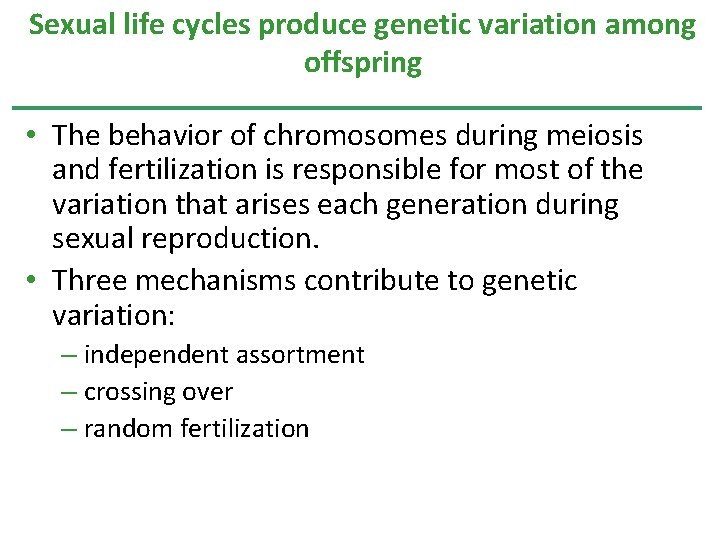 Sexual life cycles produce genetic variation among offspring • The behavior of chromosomes during Sexual life cycles produce genetic variation among offspring • The behavior of chromosomes during