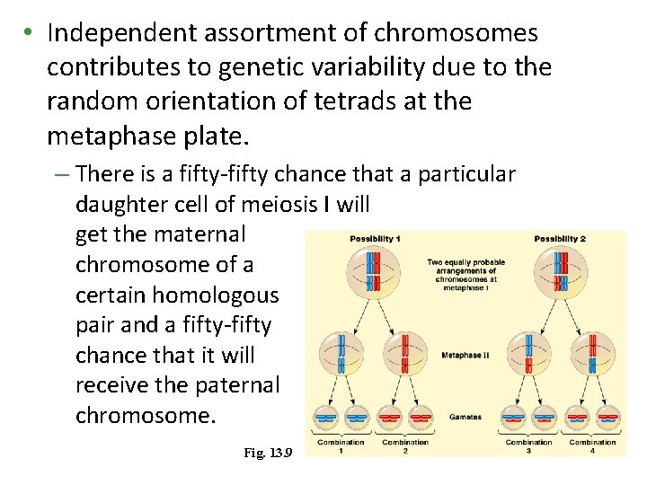 • Independent assortment of chromosomes contributes to genetic variability due to the random • Independent assortment of chromosomes contributes to genetic variability due to the random