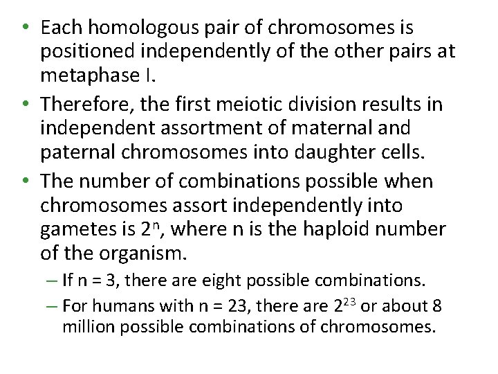 • Each homologous pair of chromosomes is positioned independently of the other pairs • Each homologous pair of chromosomes is positioned independently of the other pairs