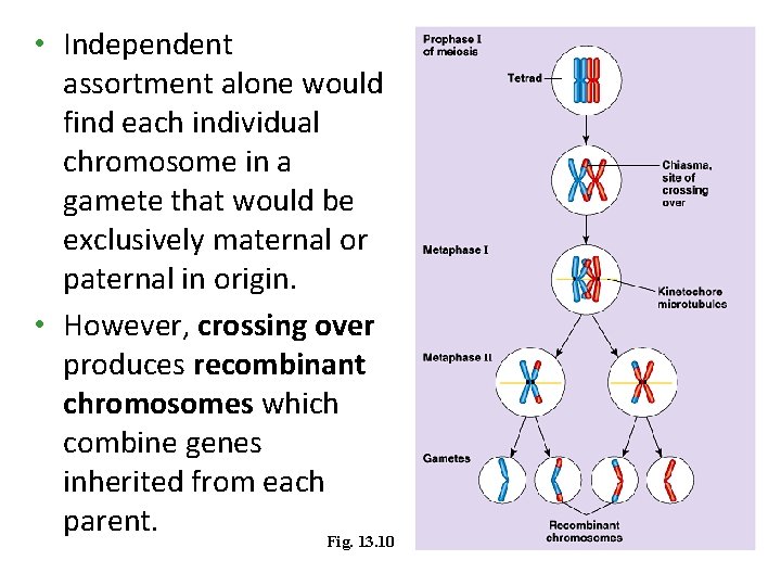 • Independent assortment alone would find each individual chromosome in a gamete that • Independent assortment alone would find each individual chromosome in a gamete that