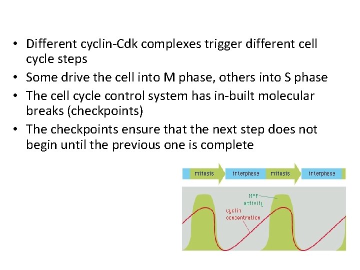 • Different cyclin-Cdk complexes trigger different cell cycle steps • Some drive the • Different cyclin-Cdk complexes trigger different cell cycle steps • Some drive the