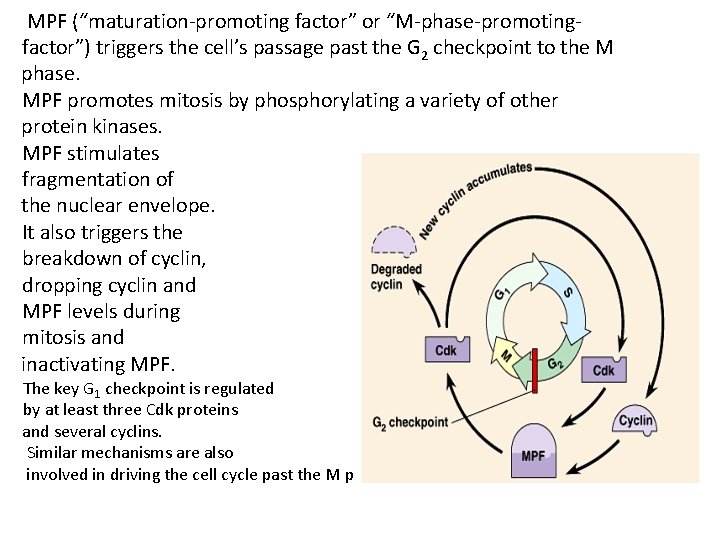 MPF (“maturation-promoting factor” or “M-phase-promotingfactor”) triggers the cell’s passage past the G 2 checkpoint MPF (“maturation-promoting factor” or “M-phase-promotingfactor”) triggers the cell’s passage past the G 2 checkpoint