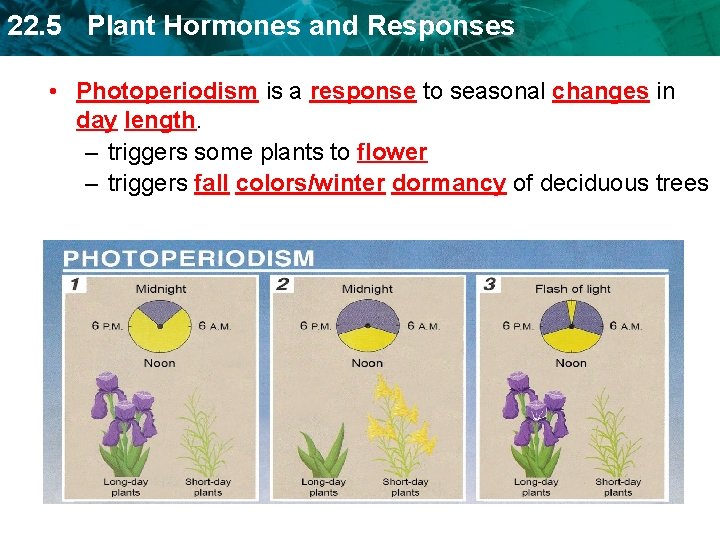 22. 5 Plant Hormones and Responses • Photoperiodism is a response to seasonal changes