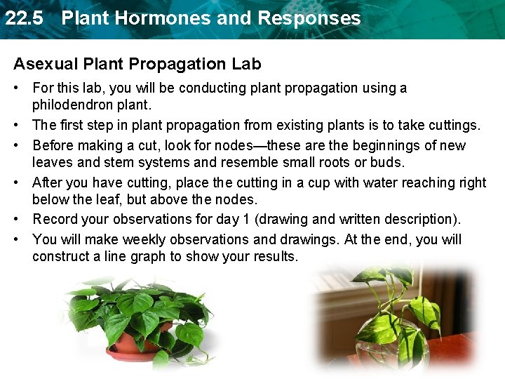 22. 5 Plant Hormones and Responses Asexual Plant Propagation Lab • For this lab,