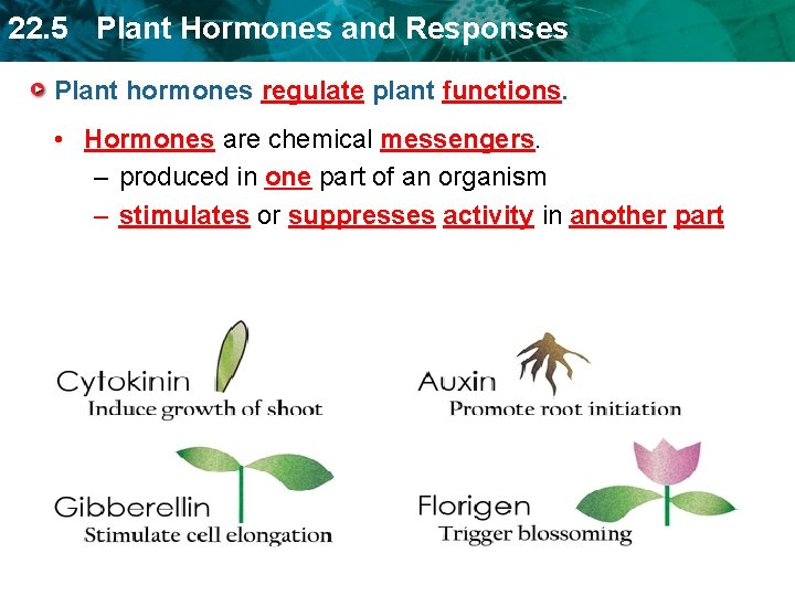 22. 5 Plant Hormones and Responses Plant hormones regulate plant functions. • Hormones are