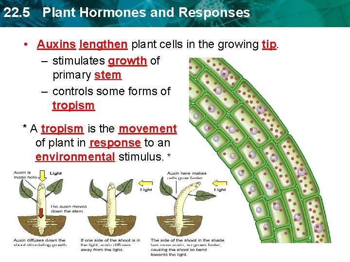 22. 5 Plant Hormones and Responses • Auxins lengthen plant cells in the growing