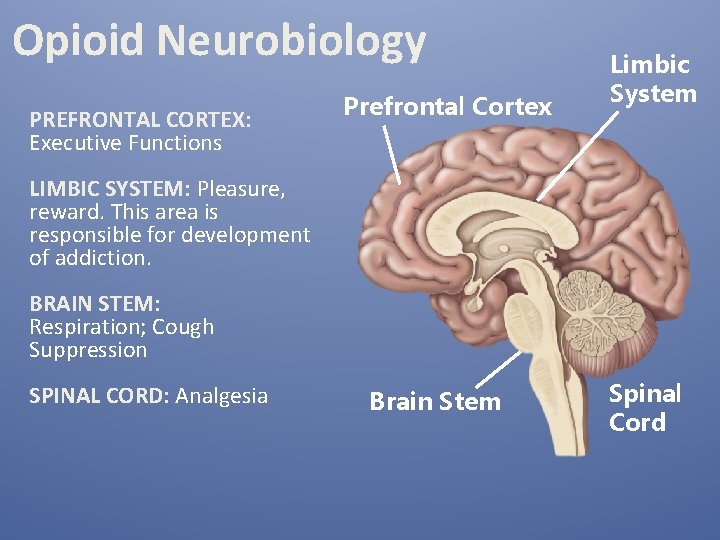 Opioid Neurobiology PREFRONTAL CORTEX: Executive Functions Prefrontal Cortex Limbic System LIMBIC SYSTEM: Pleasure, reward.