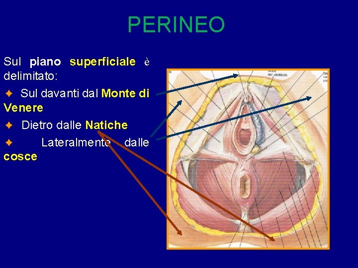 PERINEO Sul piano superficiale è delimitato: ✦ Sul davanti dal Monte di Venere ✦