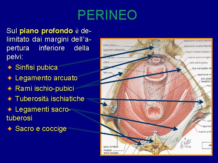PERINEO Sul piano profondo è delimitato dai margini dell’apertura inferiore della pelvi: ✦ Sinfisi PERINEO Sul piano profondo è delimitato dai margini dell’apertura inferiore della pelvi: ✦ Sinfisi