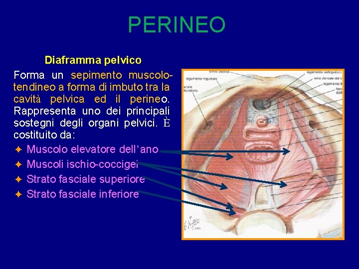 PERINEO Diaframma pelvico Forma un sepimento muscolotendineo a forma di imbuto tra la cavità PERINEO Diaframma pelvico Forma un sepimento muscolotendineo a forma di imbuto tra la cavità