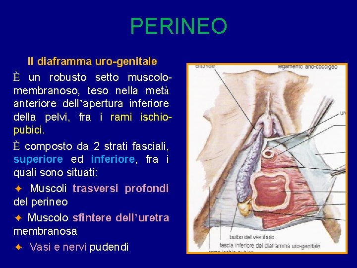 PERINEO Il diaframma uro-genitale È un robusto setto muscolomembranoso, teso nella metà anteriore dell’apertura